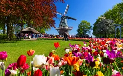 Keukenhof in den Niederlanden