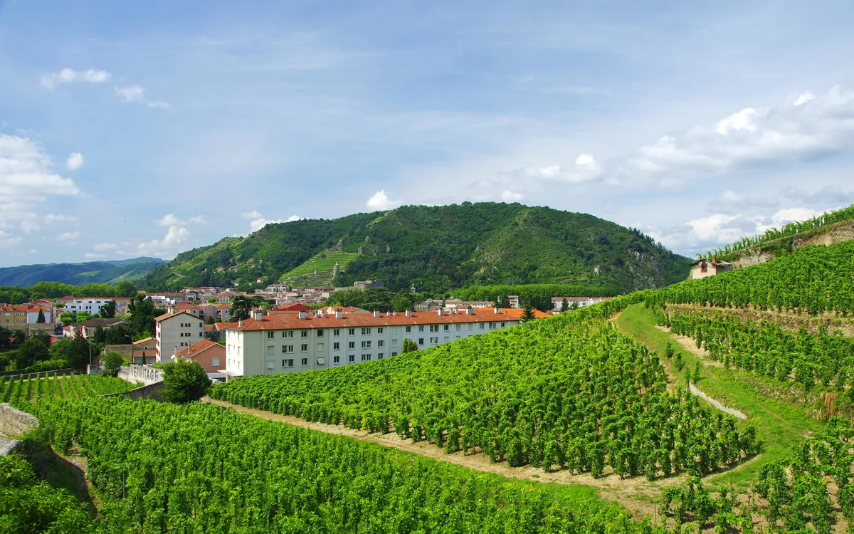 Weinberge des Rhône-Tals in Tain-l'Hermitage