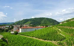 Weinberge des Rhône-Tals in Tain-l'Hermitage