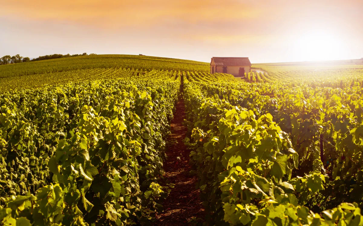 Weinberge, Montagne de Reims