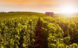 Weinberge, Montagne de Reims