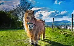 Shetlandpony