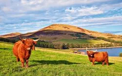 Aberdeen Angus