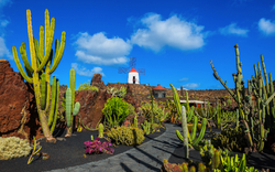 Jardín de Cactus nahe Guatiza an der Nordostküste von Lanzarote