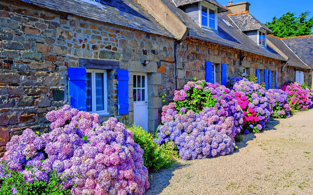 Bunte Hortensien Blumen in einem kleinen Dorf, Bretagne, Frankreich