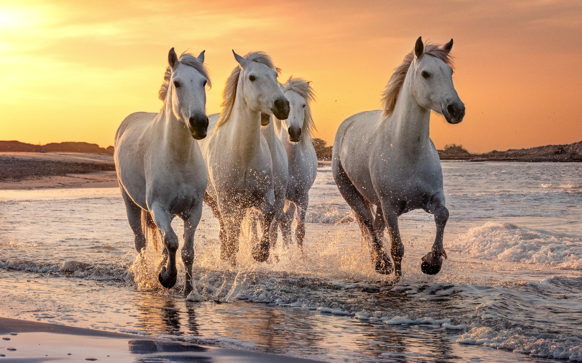 weiße Pferde in der Camargue
