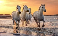 weiße Pferde in der Camargue