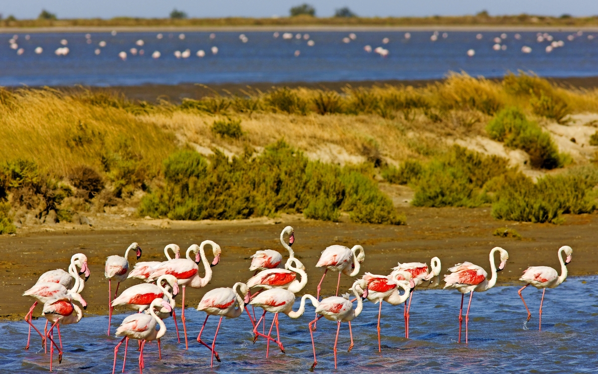 Flamingos in der Camargue in der Provence im Süden Frankreichs