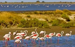 Flamingos in der Camargue in der Provence im Süden Frankreichs