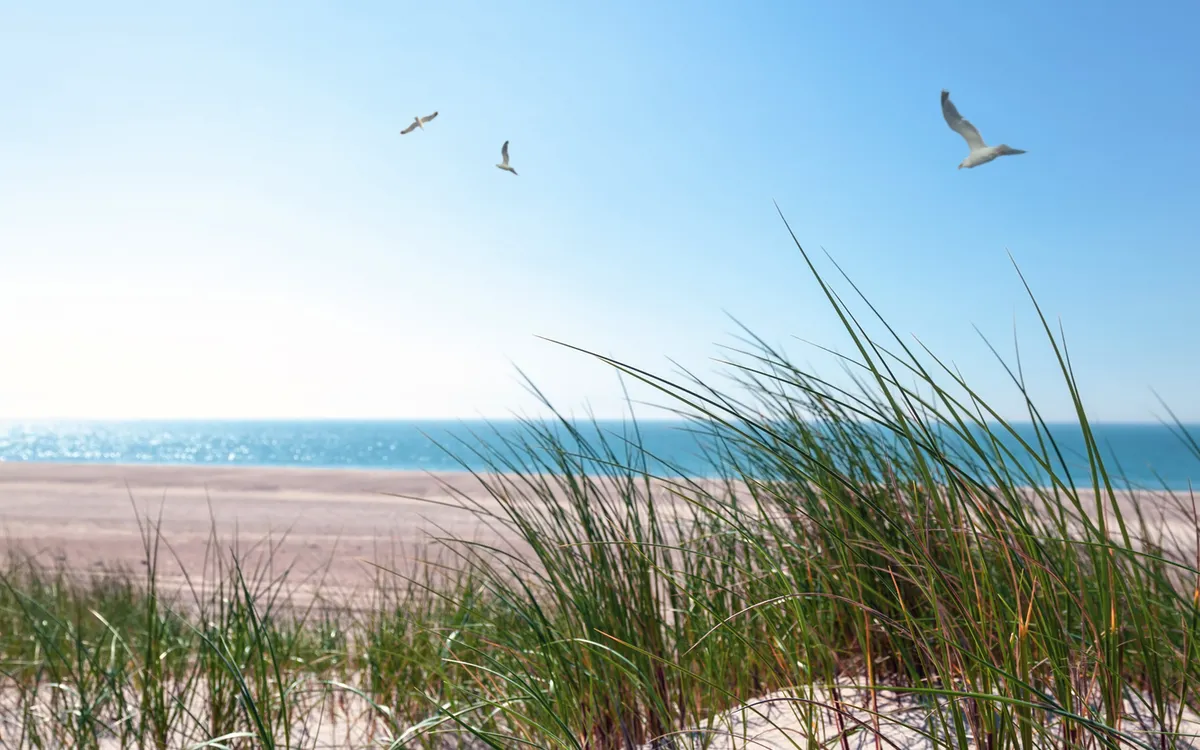 Papierschiffe und Möwen in den Dünen am Meer