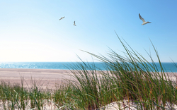Papierschiffe und Möwen in den Dünen am Meer