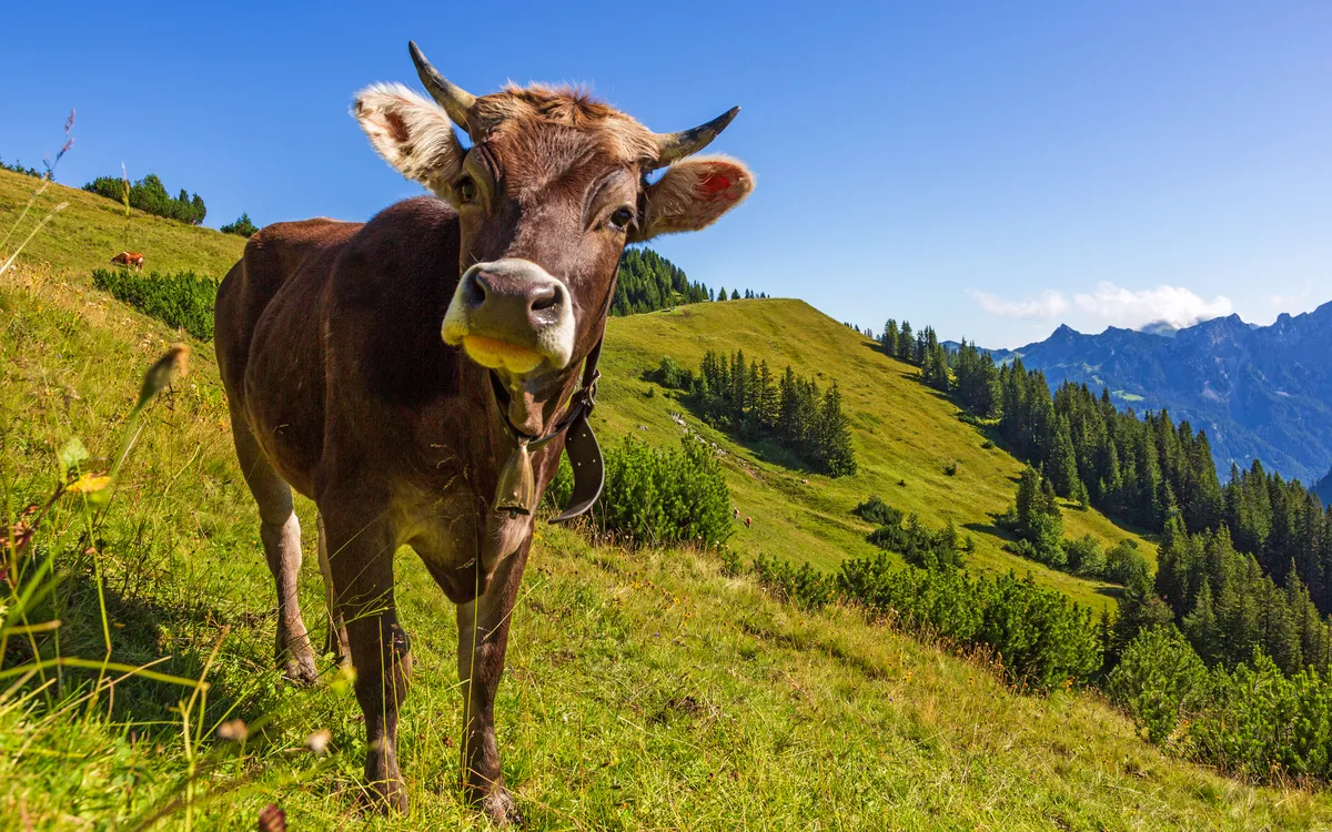 Kuh in den Alpen
