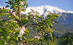 Apfelblüte