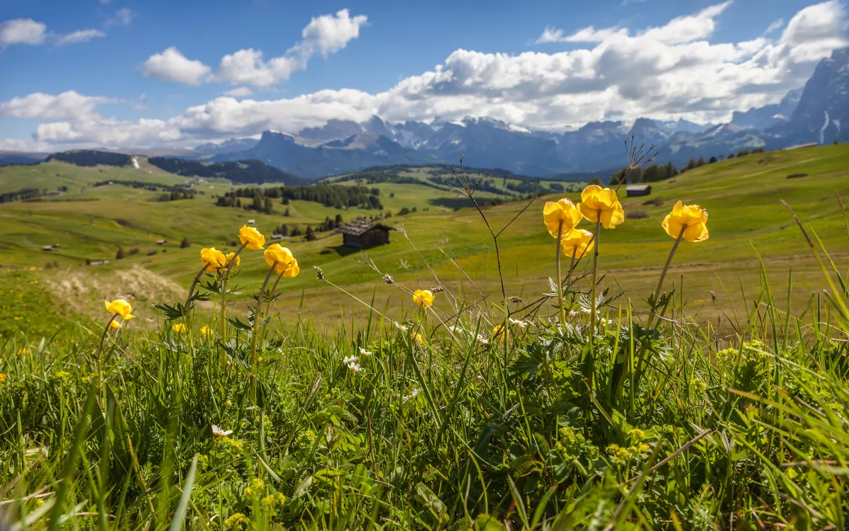 Trollblumen auf der Seiser Alm