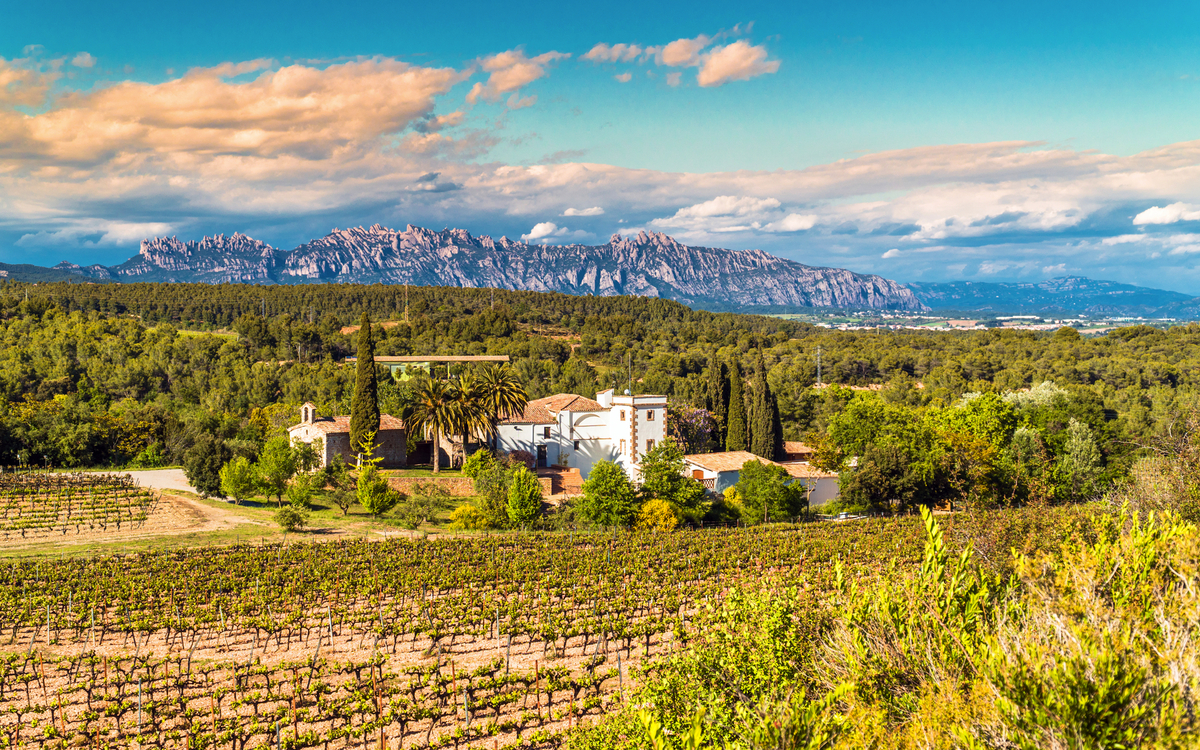 Weinregion Penedes