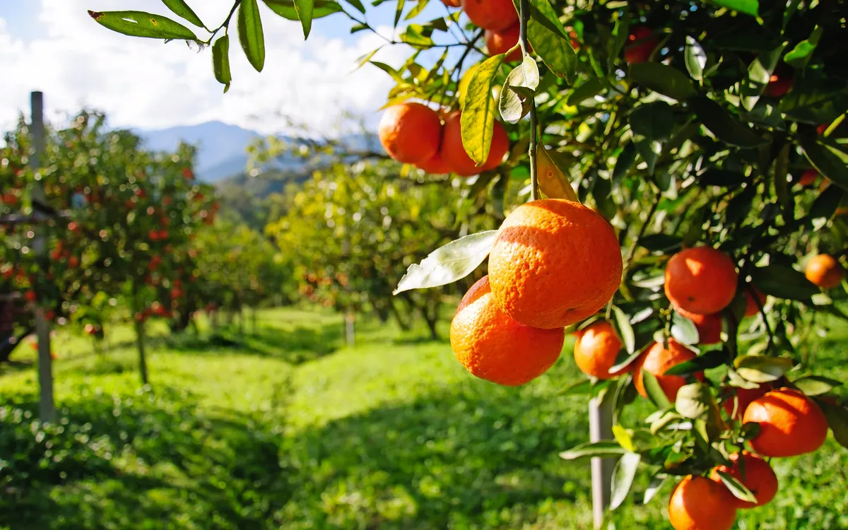 Orangenbaum