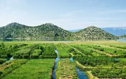 Landwirtschaftliche Fläche in Neretva-Delta in Kroatien