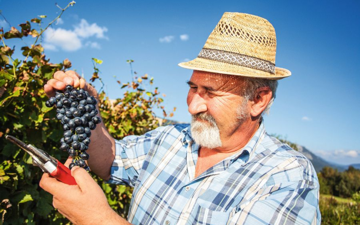 Mature winegrower harvesting black grapes