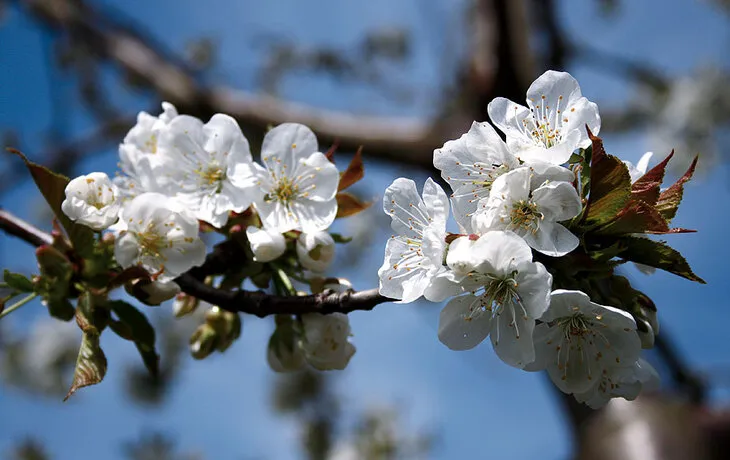 Weiße Kirschblüten an einem Ast vor blauem Himmel.
