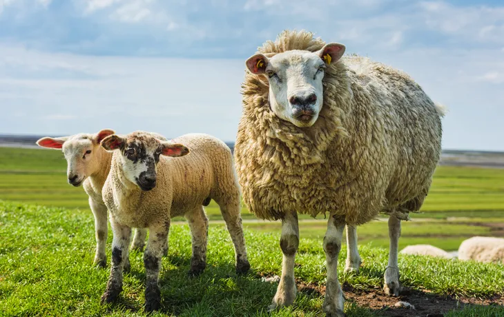 Ein Schaf mit zwei Lämmern auf einer grünen Wiese.
