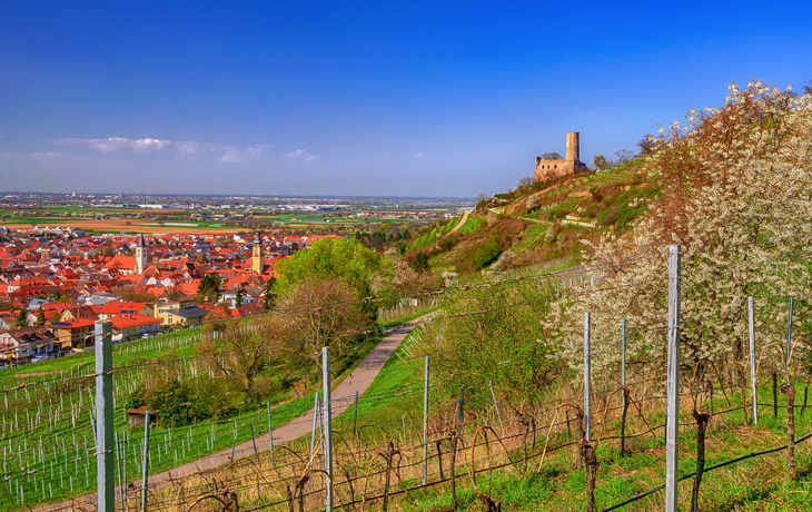 Weinberge mit Burgruine im Hintergrund und blühenden Bäumen im Frühling
