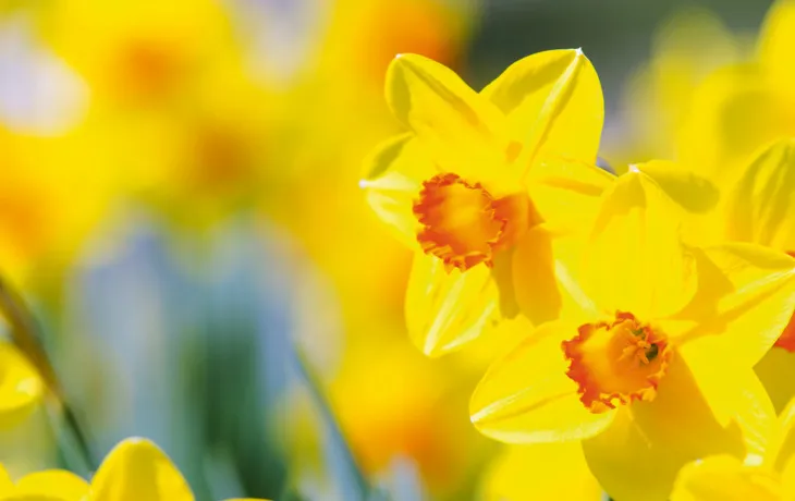Ein Bild von strahlend gelben Narzissenblüten vor einem verschwommenen Hintergrund.