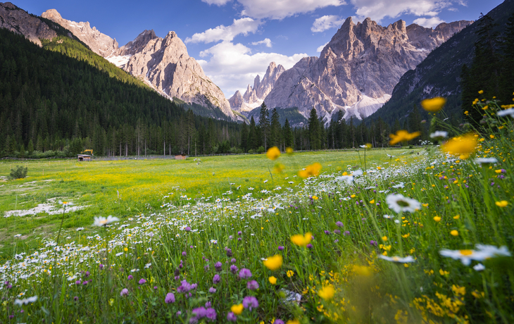 Bergwiese mit bunten Blumen, im Hintergrund majestätische Berggipfel und blauer Himmel.